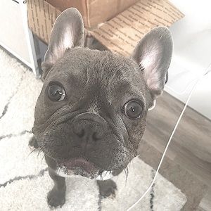 meet Stitch, the stud 🐾